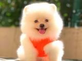 Teacup Mi̇ni̇ Boy Di̇şi̇ Pomerani̇an