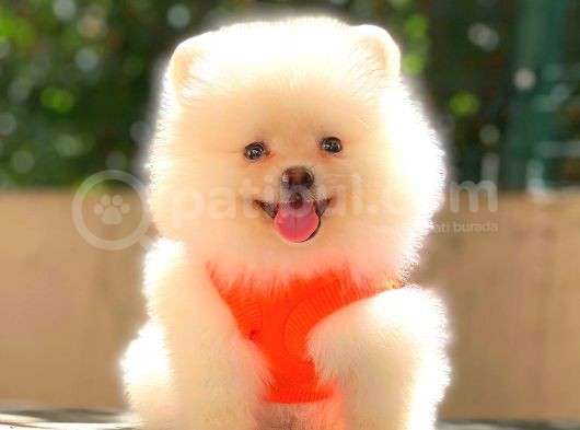 Teacup Mi̇ni̇ Boy Di̇şi̇ Pomerani̇an görsel