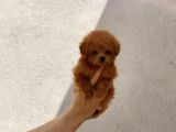 Orijinal Maltipoo Erkek Bebeğim Monky