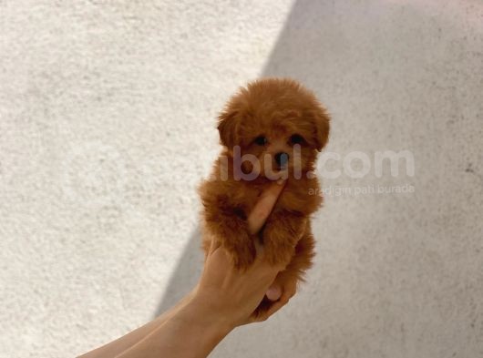 Orijinal Maltipoo Erkek Bebeğim Monky görsel