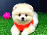 2 Aylık Erke Ve Dişi Pomerania Bebekler