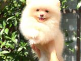 Karbeyaz Di̇şi̇ Pomerani̇an Boo