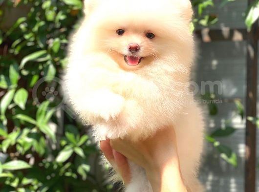 Karbeyaz Di̇şi̇ Pomerani̇an Boo görsel