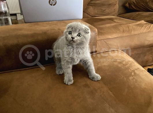 Scotti̇sh Fold Bebeği̇mi̇z Yeni̇ Yuvasini Ariyor görsel