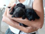 Blue ve Siyah Yavrular