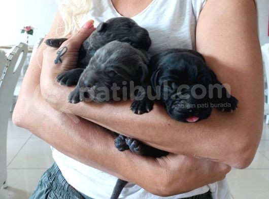Blue Ve Siyah Yavrular