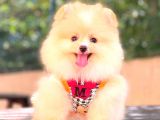 Krem Di̇şi̇ Pomerani̇an Boo