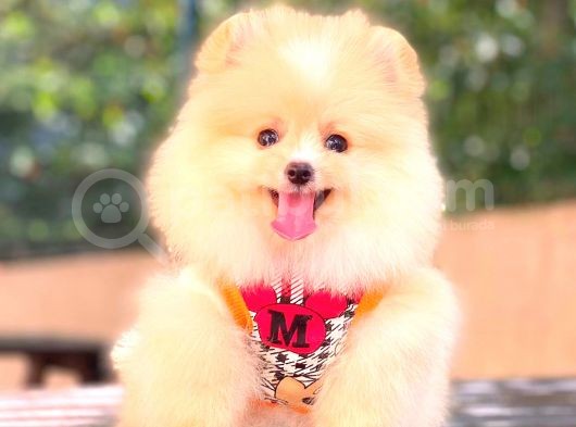 Krem Di̇şi̇ Pomerani̇an Boo görsel