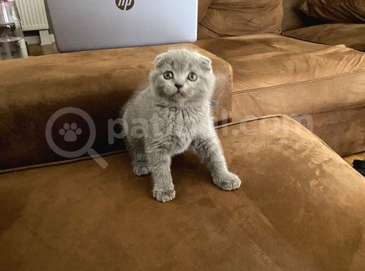Scotti̇sh Fold Bebeği̇mi̇z Yeni̇ Yuvasini Ariyor görsel