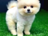 2 Aylık Erke Ve Dişi Pomerania Bebekler