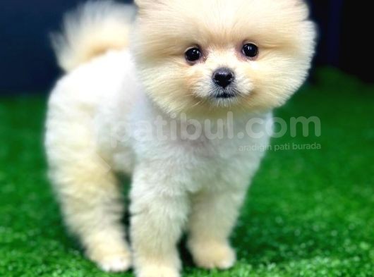 2 Aylık Erke Ve Dişi Pomerania Bebekler görsel