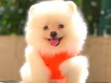 Teacup Mi̇ni̇ Boy Di̇şi̇ Pomerani̇an
