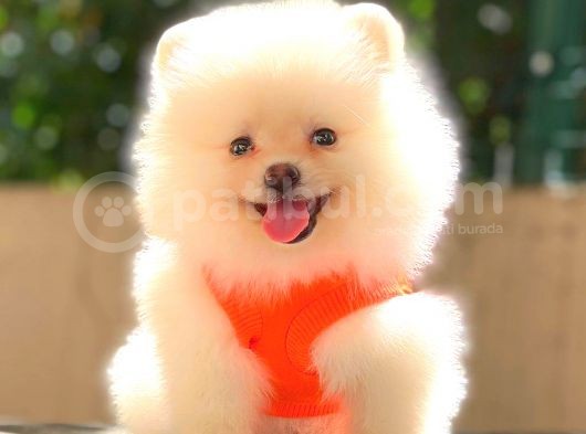 Teacup Mi̇ni̇ Boy Di̇şi̇ Pomerani̇an görsel