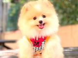 Krem Di̇şi̇ Pomerani̇an Boo