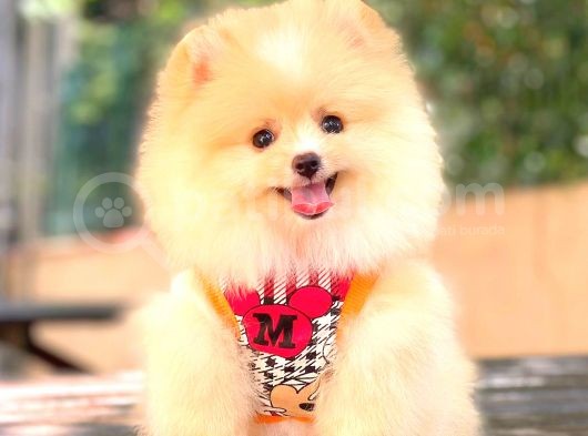 Krem Di̇şi̇ Pomerani̇an Boo görsel