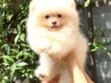KARBEYAZ DİŞİ POMERANİAN BOO