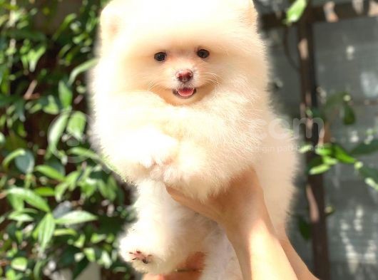 Karbeyaz Di̇şi̇ Pomerani̇an Boo