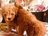 Safkan Toypoodle
