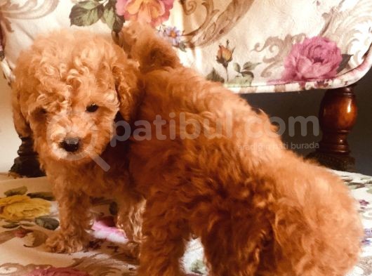 Safkan Toypoodle görsel