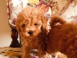 Safkan Toypoodle