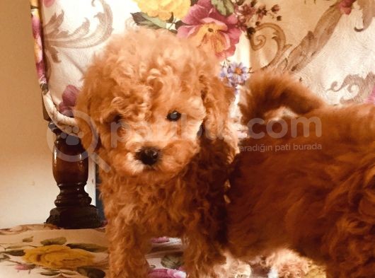 Safkan Toypoodle görsel