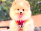 KREM DİŞİ POMERANİAN BOO