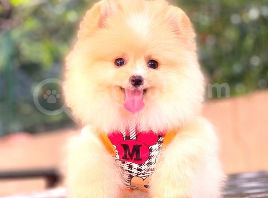 Krem Di̇şi̇ Pomerani̇an Boo