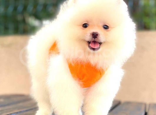 Teddy Face Di̇şi̇ Pomerani̇an Boo görsel