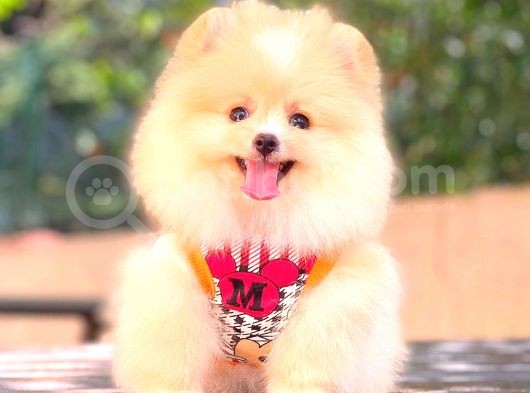 Krem Di̇şi̇ Pomerani̇an Boo görsel