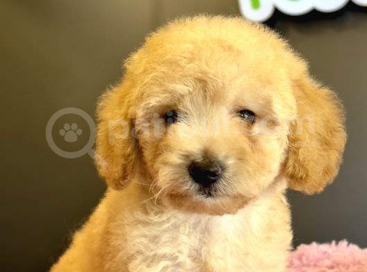 Poodle Yavrular görsel