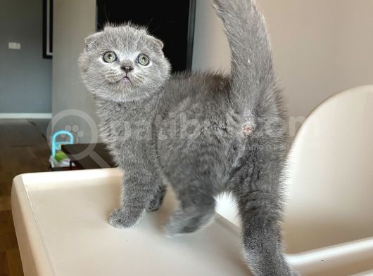 Scotti̇sh Fold Bebeği̇mi̇z Yeni̇ Yuvasini Ariyor görsel