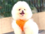 Teddy Face Di̇şi̇ Pomerani̇an Boo