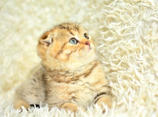 Altın Kadar Güzel Golden Scottish Fold Shorthair görsel