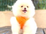 TEDDY FACE DİŞİ POMERANİAN BOO