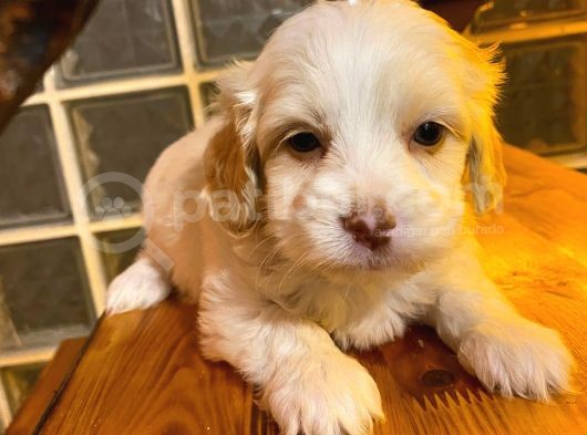 Topaç Gibi Maltipoo görsel