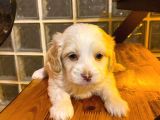 Topaç Gibi Maltipoo