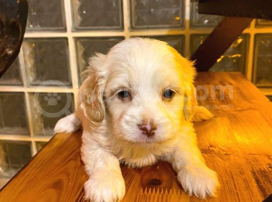 Topaç Gibi Maltipoo görsel