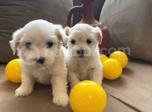 A Kalite Maltese Terrier Yavrularımız görsel