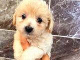 MALTİPO CİNSİ 