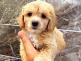 MALTİPO CİNSİ 