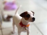 Çiftlik dEĞİL Kendi Yavrularımın Yavrusu JACK RUSSEL