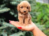 Türkiyenin en güzel maltipoo yavruları