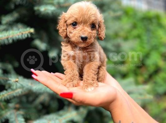 Türkiyenin En Güzel Maltipoo Yavruları