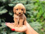 Türkiyenin En Güzel Maltipoo Yavruları