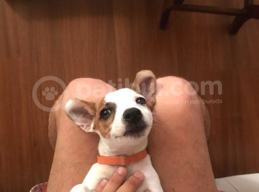 Çiftlik Deği̇l Kendi Yavrularımın Yavrusu Jack Russel görsel