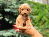 Türkiyenin En Güzel Maltipoo Yavruları