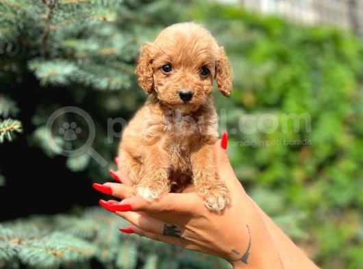Türkiyenin En Güzel Maltipoo Yavruları görsel