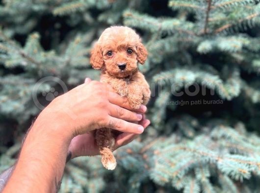 Sağlık Garantili Maltipoo Yavrumuz görsel