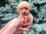 Türkiyenin En Güzel Maltipoo Yavruları