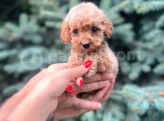 Türkiyenin En Güzel Maltipoo Yavruları görsel